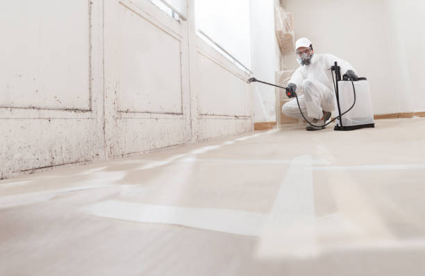 Black mold remediation team in Beavertown