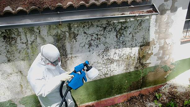 Mold Removal service in Beavertown
